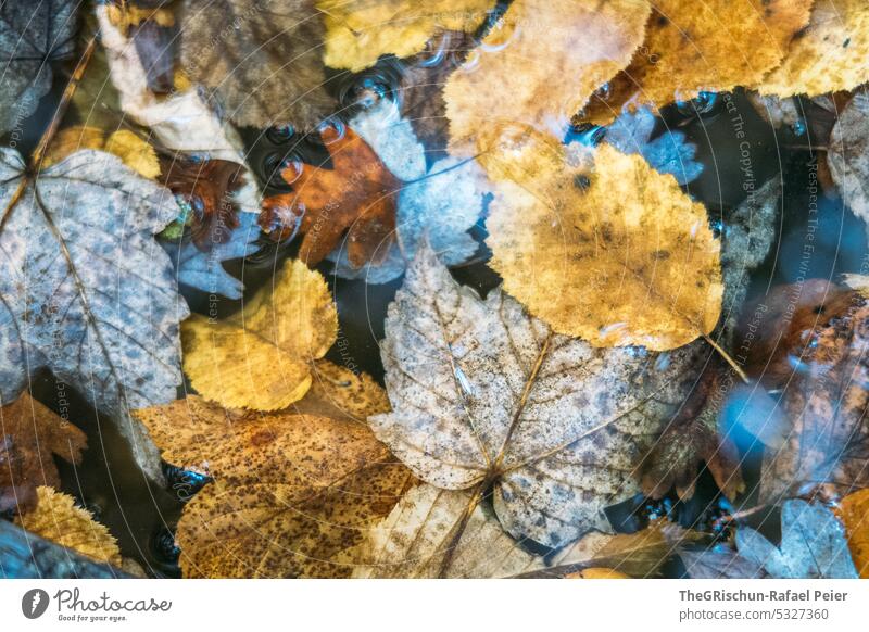 Blätter im Wasser im Herbst Blatt gelb braun Natur Menschenleer Außenaufnahme Herbstlaub herbstlich bunt Farbfoto Jahreszeiten Herbstbeginn Umwelt Herbstfärbung