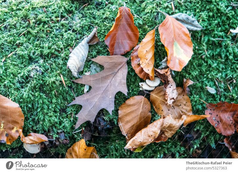 Herbstblätter auf Moos Blatt braun Natur Menschenleer Außenaufnahme Herbstlaub herbstlich bunt Farbfoto Blätter Jahreszeiten Herbstbeginn Umwelt Herbstfärbung