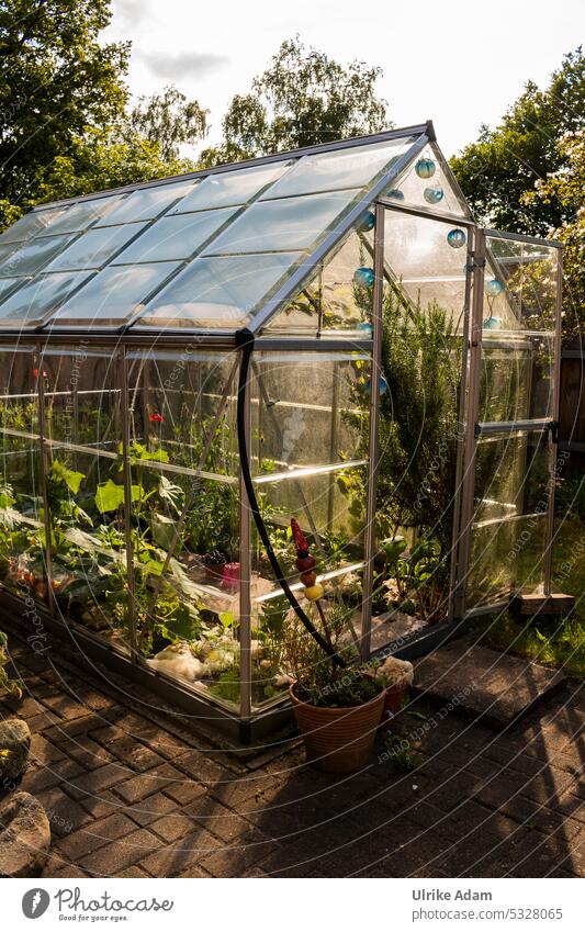 Mein Gärtnerherz - Das Gewächshaus Gemüsegarten Gartenbeet wachsen glasscheibe treibhaus durchsichtig frühbeet frühjahr saat Gurken Gurkenanbau Gartenarbeit