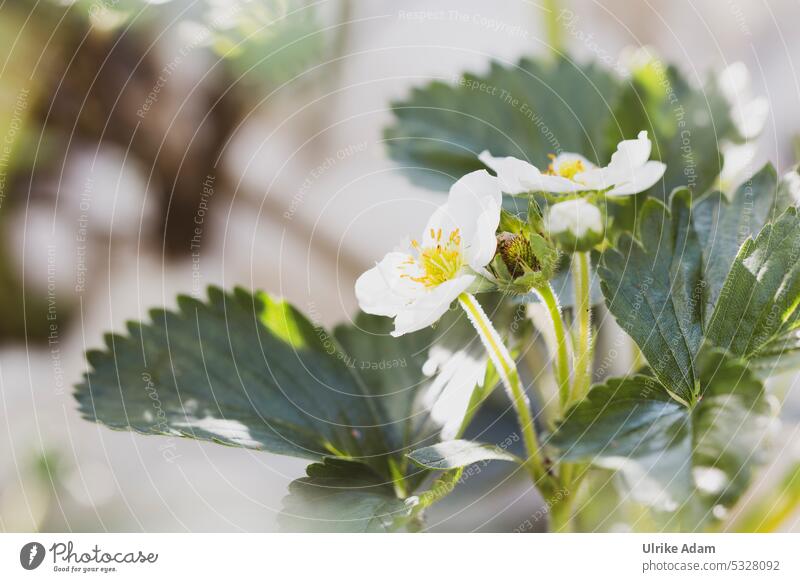 Erdbeerblüte Erdbeeren Früchte Blüten Frühling Beeren Obst Garten Pflanze Anbau blühend weiß