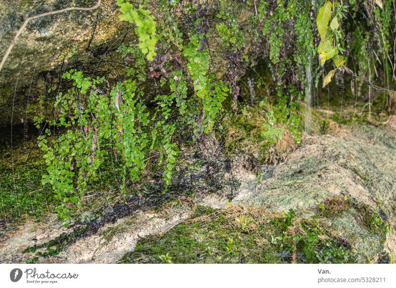 grün Moos Farn Pflanze Natur natürlich frisch Wasser Rinnsal Stein Felsen Menschenleer Farbfoto Umwelt nass