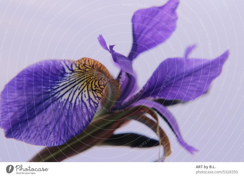 Das Wunder Natur "Irisblüte" blätter fasern nahaufnahme blütenblatt blumig hellblau struktur ausschnitt iris blume flower garten Frühling Blühend floral