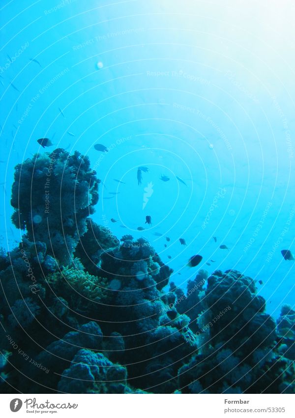 Wasser 2 tauchen Unterwasseraufnahme Fisch blau corallen Sonne