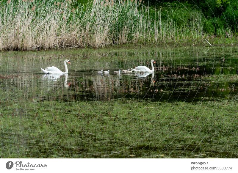Schwanenfamilie beim morgendlichen Ausflug Schwäne Küken Natur Gewässer See Wasser Vogel weiß elegant schön Außenaufnahme Schwanensee Reflexion & Spiegelung