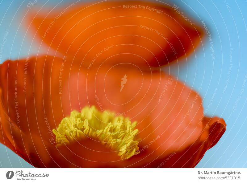 Papaver nudicaule, Isländischer Mohn, Blüten Islandmohn blühen subarktisch Staude kurzlebig Mohngewächse Papaveraceae