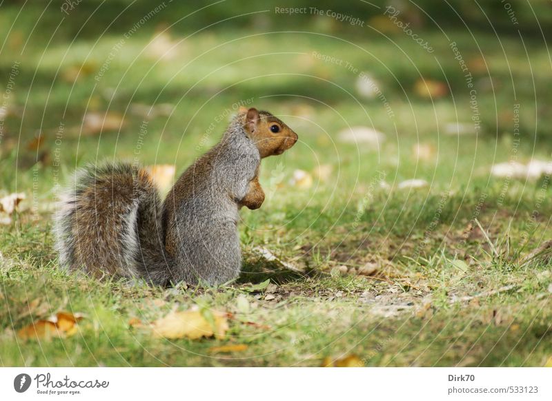 Da spielt die Musik => Tier Sonnenlicht Herbst Schönes Wetter Gras Blatt Herbstlaub Garten Park Wiese Kanada Wildtier Eichhörnchen 1 beobachten Blick stehen