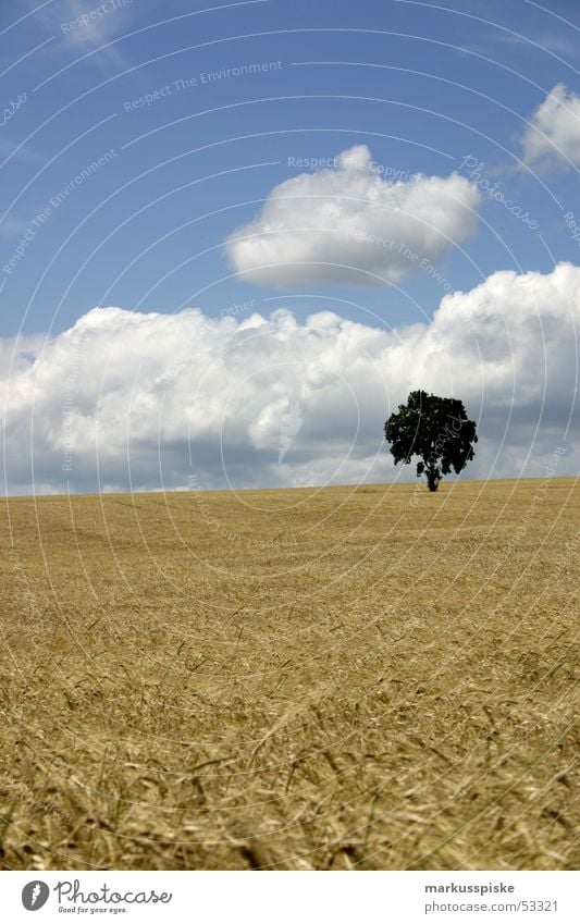 idylle ? Wolken Baum Feld Weizen Hafer Roggen Landwirtschaft Sommer Himmel Ernte Sonne Getreide Korn