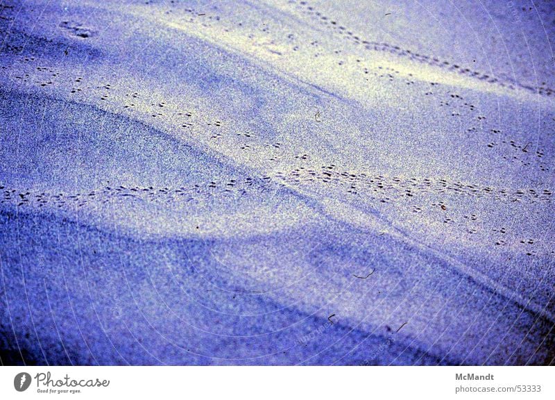 Die Wüste lebt Tier heiß Death Valley National Park Kalifornien Leben live USA Erde Sand Spuren verstecken blau Farbe Sonne desert tracks animals hot hide blue