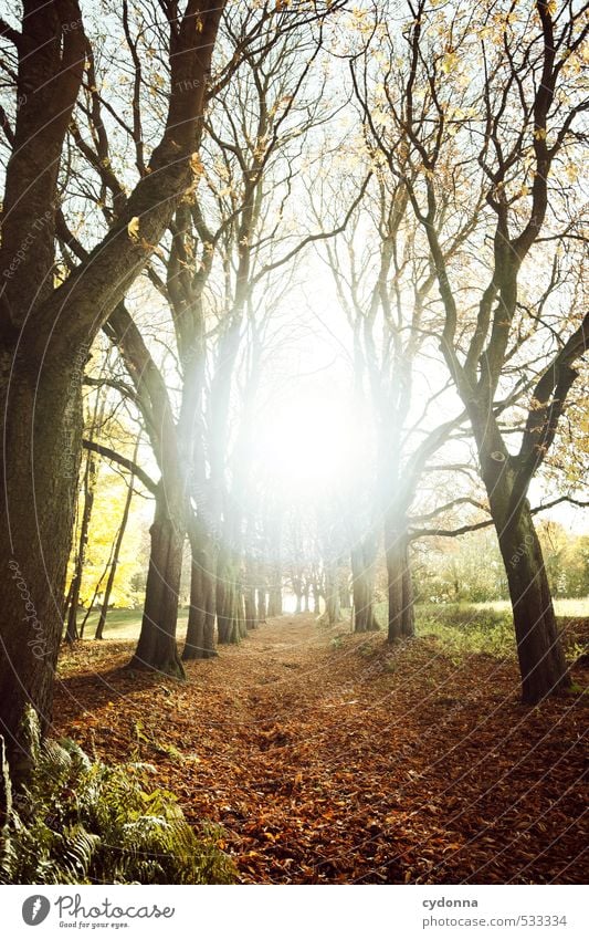 Zielführend harmonisch Erholung ruhig Freiheit wandern Umwelt Natur Landschaft Sonnenlicht Herbst Schönes Wetter Baum Wald einzigartig Energie entdecken