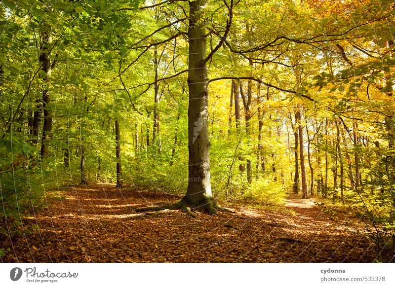 Übergang Gesundheit harmonisch Erholung ruhig Ausflug Freiheit wandern Umwelt Natur Landschaft Herbst Schönes Wetter Baum Wald Beginn einzigartig erleben