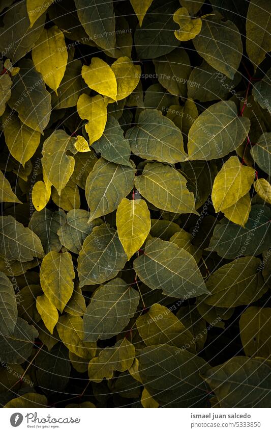 grüne und gelbe japanische Knöterichpflanzenblätter im Herbst Pflanze Blätter Blatt grüne Pflanze grüne Blätter grünes Blatt grüner Hintergrund