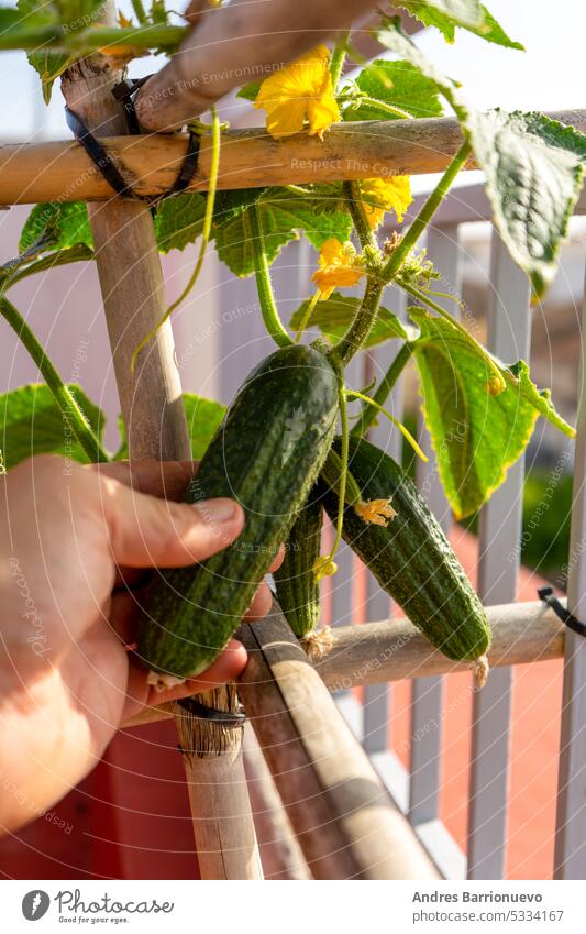 Hände halten eine wachsende Gurke im städtischen Garten. Urban Home Gartenarbeit Konzept, gesunde Ernährung Gärtner Pflanze Ackerbau grün im Freien Wachstum