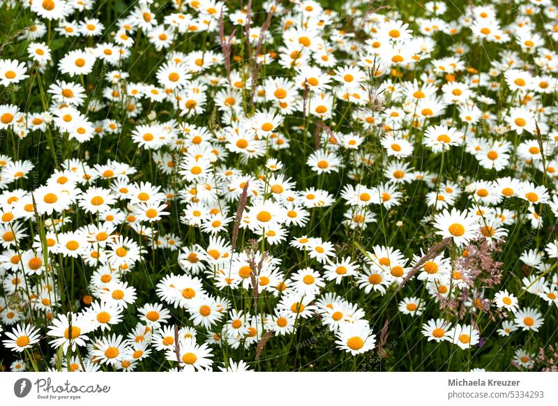 sommer, sonne,  grillen, wiese mit margariten, gün und weiss, gräser, fülle, blüten , platz für text idyllische Atmosphäre Stimmung Außenaufnahme Menschenleer