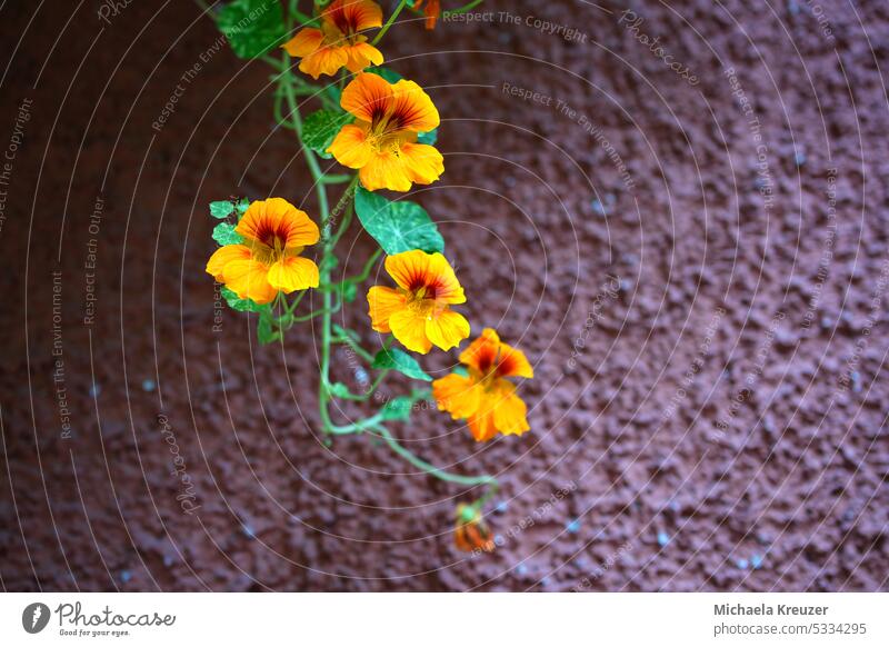 gelb, orange kapuzinerkresse ( tropaeolum) , hängend, rot braune mauer, platz für text, ohne menschen grün Farbfoto Pflanze Blume Makroaufnahme Garten Natur