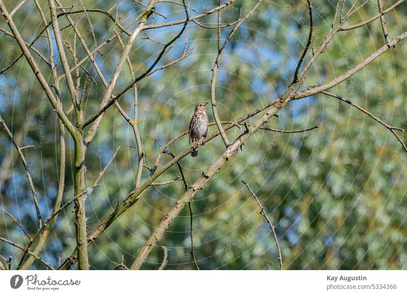 Singende Singdrossel in einem Baum Turdus philomelos Echte Drosseln Vogel Fotografie Turdidae Wildlife Graubraun Brauntöne Laubbaum Geäst Zweige Gefieder