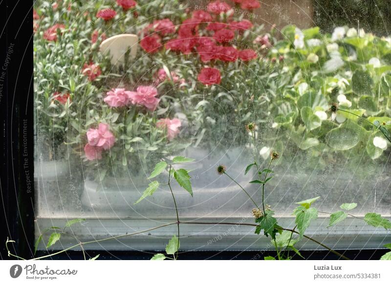 Wachstum draußen und drinnen... vor dem Fenster einer Friedhofsgärtnerei wächst umbekümmertes Unkraut. Glasscheibe frühlingshaft Pflanze Blume Natur Blühend