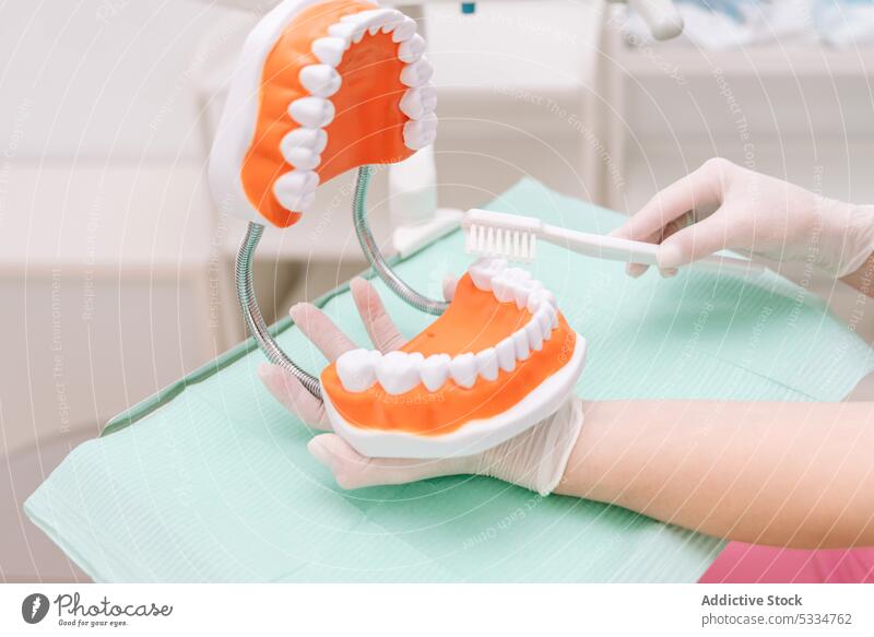 Crop-Zahnarzt beim Zähneputzen von Typodont Arzt Sauberkeit dental mündlich professionell Zahnersatz Stomatologie Klinik Kiefer Zahnmedizin Leckerbissen Bürste