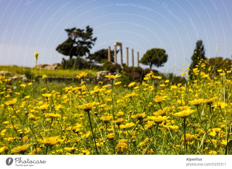 Gegenüberstellung | moderne Pflanzen vor antiken Säulen Blumenwiese gelb Wiese Blüte Blühend Antike Stätte Sommer Natur Bäume Frühling Menschenleer Farbfoto