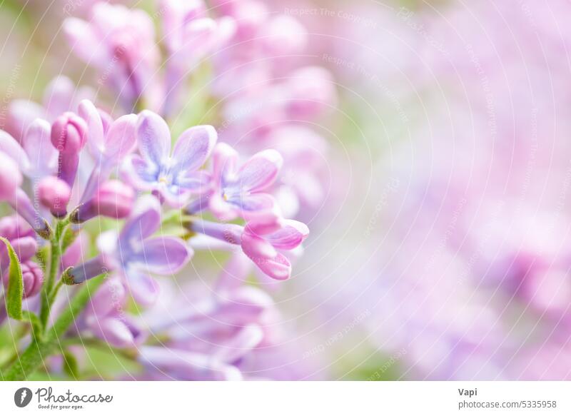 Lila Blumen Frühling floralem Hintergrund Fliederbusch purpur Natur violett geblümt Schönheit Pflanze rosa Ast schön Blüte Blütenblatt Sommer Blütezeit