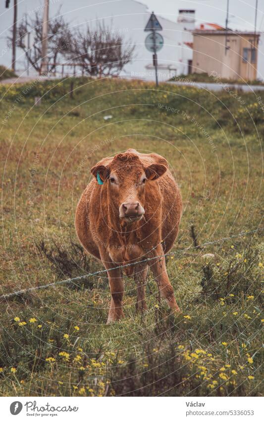 Lächelnde Kuh Die Auf Einer Grünen Wiese Weidet Und Das Gras Sorglos Genießt Biobauernhof In 9690