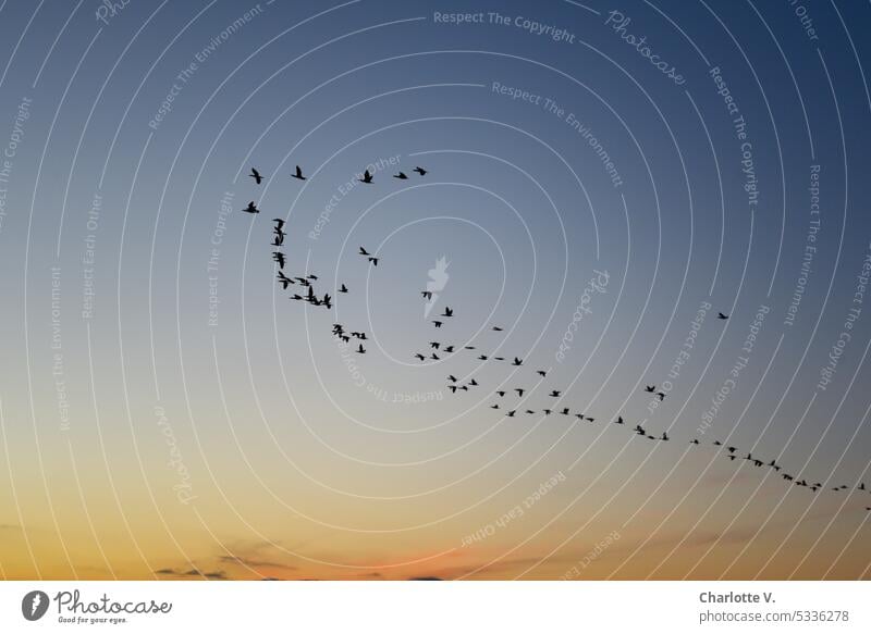 Ostsee | Kormorane auf dem Weg zu ihren Schlafplätzen Vögel fliegende Vögel Himmel Natur Freiheit Vogelflug Vogelschwarm Außenaufnahme Tiergruppe Wildtier viele