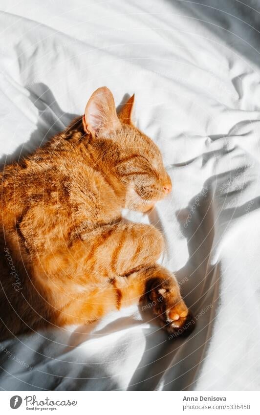Niedliche Ingwerkatze schläft auf dem Bett Katze niedlich sich[Akk] entspannen Ingwer-Katze Haustier orange Katze heimwärts spielen gemütlich Mieze Begleiter
