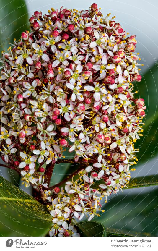 Skimmia japonica, Skimmie, männlicher Blütenstand blühen duftend diözisch zweihäusig immergrün Strauch Rötegewächse Rubiaceae aus Ostasien frosthart