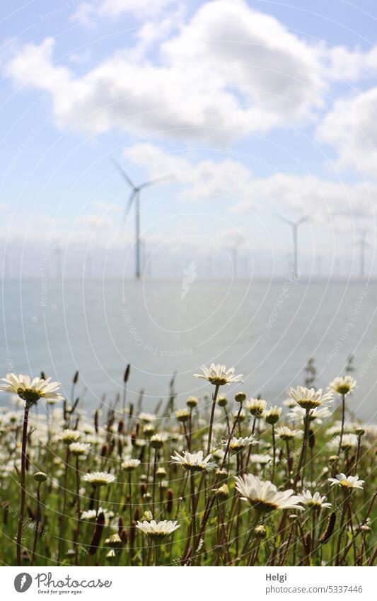 Gegenüberstellung | Blumenwiese und Windkraftanlagen Margariten blühen Frühling Wasser Ijsselmeer Holland Niederlande Windräder offshore Erneuerbare Energie