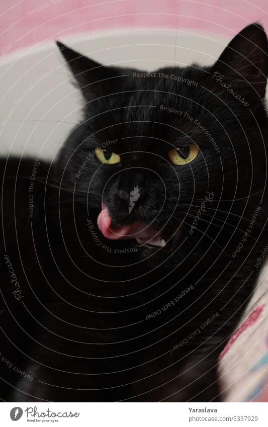 Foto einer schwarzen Katze, die sich hinlegt und wegschaut Freundschaft schlafen Ausdruck im Innenbereich Bett Lügen Haustier ruhen heimisch heimwärts Tier