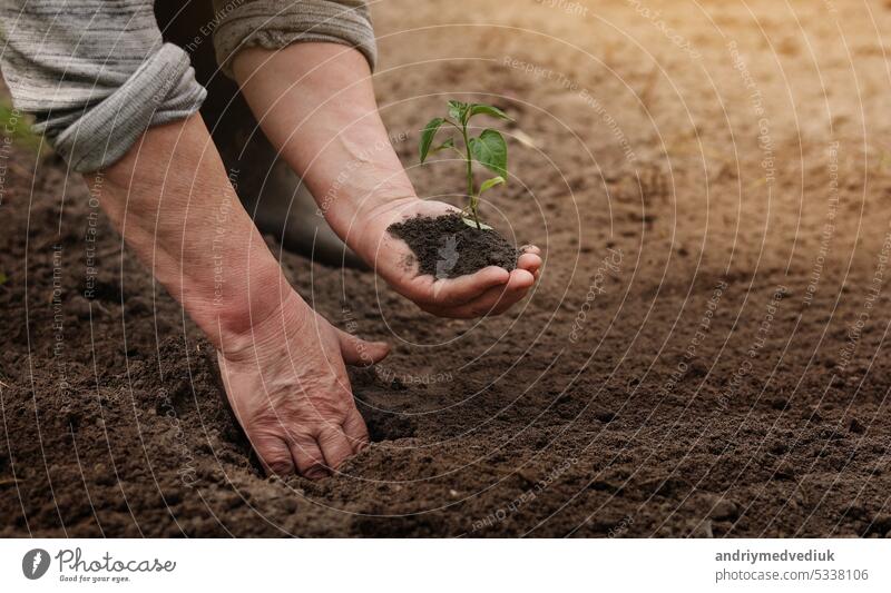 Landwirtschaft. Unbekannter älterer Bauer pflanzt Pfeffersetzlinge im Garten. Hände pflanzen winzige Sprossen in fruchtbaren Boden. Konzept der ökologischen Landwirtschaft, Öko-Leben und Frühling Gartenarbeit.