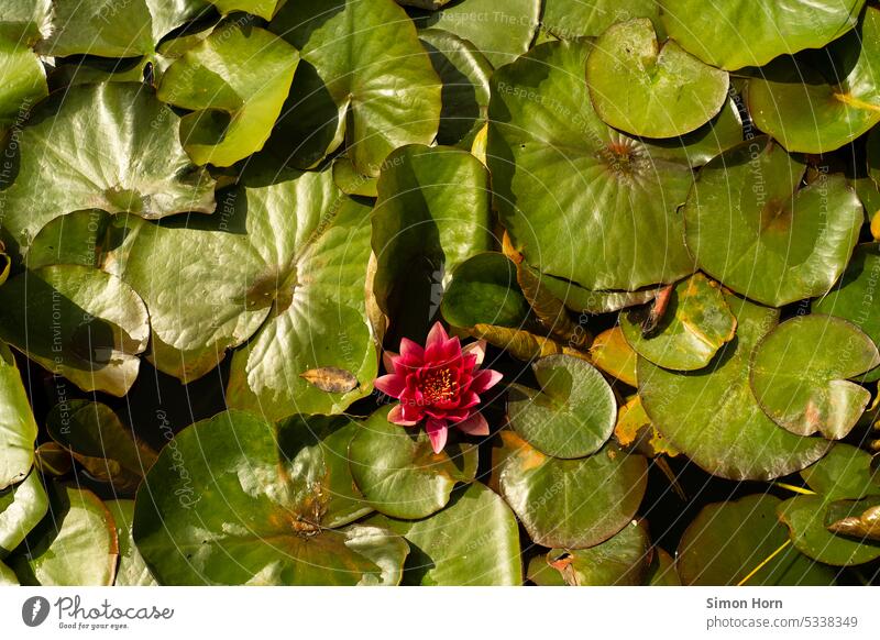 Seerosenteich mit Blüte Teich Weiher Seerosenblätter Wasser Wasserpflanze zugewachsen romantisch Natur Schönheit einsam Überlagerung Schichten übereinander