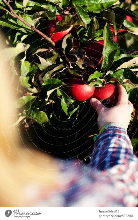 Erntefrisch rot-grün Frucht Apfel Essen Bioprodukte Vegetarische Ernährung Saft Freude Glück Gesundheit Gesunde Ernährung Übergewicht Allergie Leben Duft