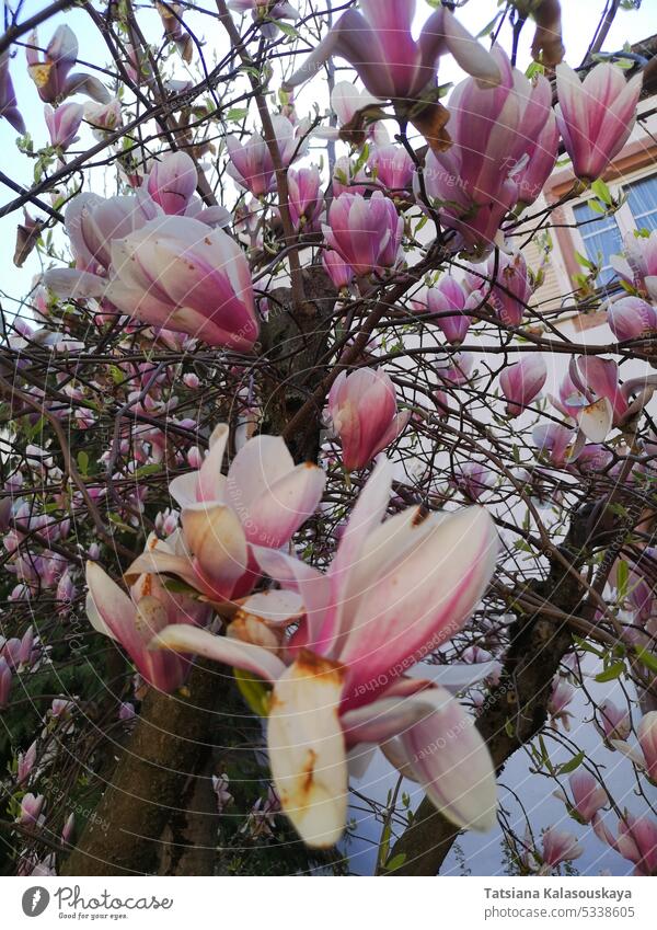 Blühender rosa Magnolienstrauch Überstrahlung Buchse Blütezeit Frühling blüht Baum Natur Garten botanisch Flora schön pulsierend Blütenblätter duftig farbenfroh