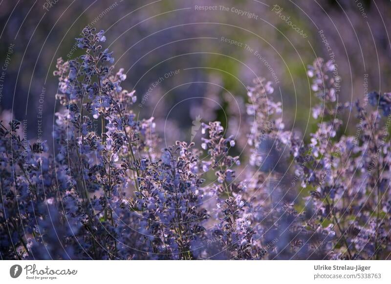 Katzenminze / üppige Blüte im Abendlicht Nektar Blüten blühend blau violett Garten Pflanze Duft bestäuben Pollen Natur Frühling natürlich friedlich