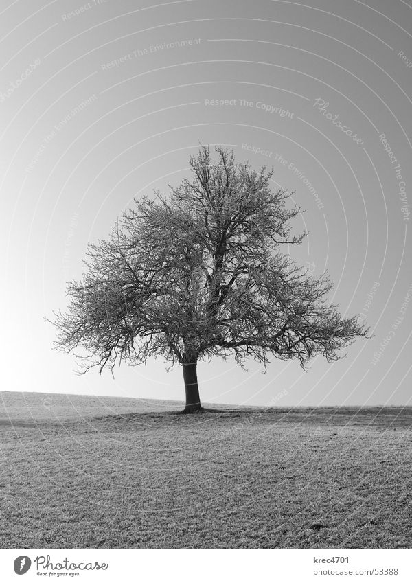 Ein Einzelner Baum Wiese einzeln Sonne Winter Weide Einsamkeit Schwarzweißfoto Raureif