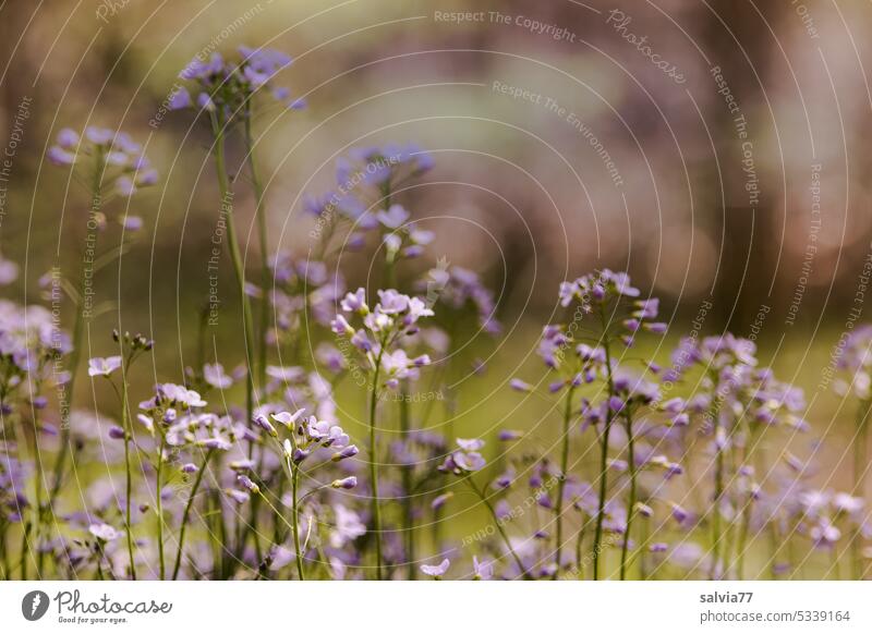 Frühlingsblüten in zartem rosa Wiesenschaumkraut Cardamine pratensis Blüte Blume Natur Pflanze Blühend Unschärfe Menschenleer Farbfoto Wildpflanze Wachstum Duft