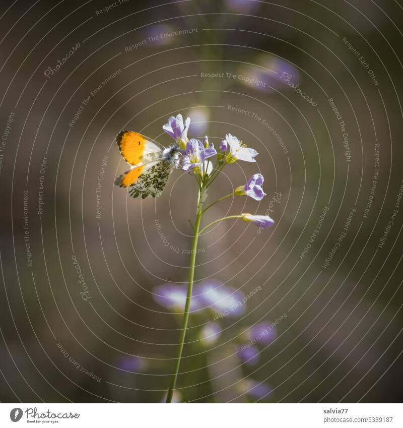 Frühlingsboten Blume Schmetterling Nahaufnahme Blüte Farbfoto Natur Pflanze Tier 1 Wiese Menschenleer Cardamine pratensis L schön Flügel Duft Leichtigkeit