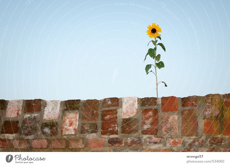 Mauerblümchen Pflanze Himmel Wolkenloser Himmel Herbst Blume Sonnenblume Wand blau braun mehrfarbig gelb grün Blüte Blatt Mauerstreifen Blitzlichtaufnahme