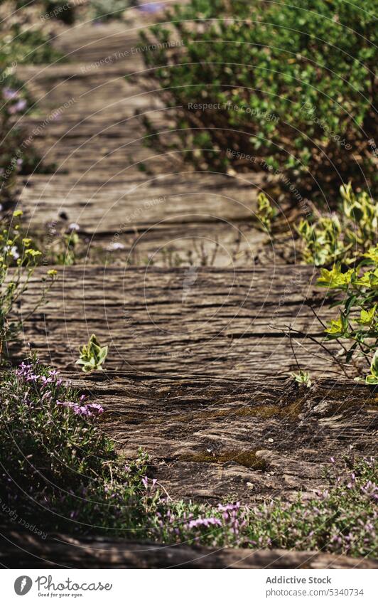 Großer Bach zwischen Gras groß Wasser winkend Streaming Blume Pflanze sonnig Tag Natur wild grün Urelemente Geplätscher Fluss Dilettantismus Sommer malerisch