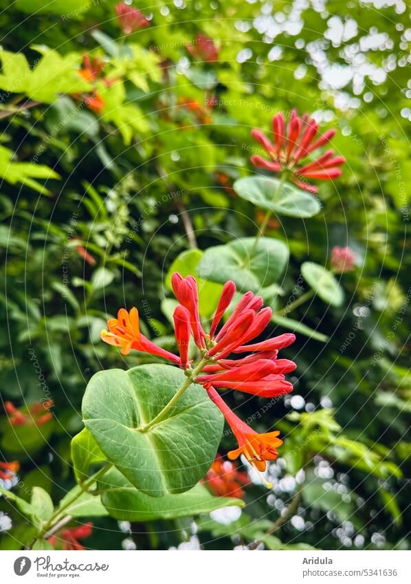 Roter Geisbart Pflanze Rankpflanze grün Garten Blüte