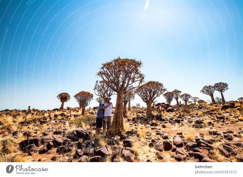 wildes namibia Ferien & Urlaub & Reisen Natur außergewöhnlich Köcherbaum Baum Namib Namibia Afrika Wüste beeindruckend besonders Keetmanshoop Pflanze Wärme