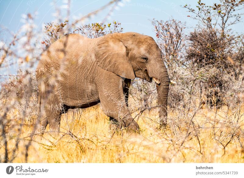 tierisch Elefant etosha national park Etosha Etoscha-Pfanne Wildtier fantastisch außergewöhnlich wild Wildnis frei Tier Namibia Safari Ferne Fernweh Afrika