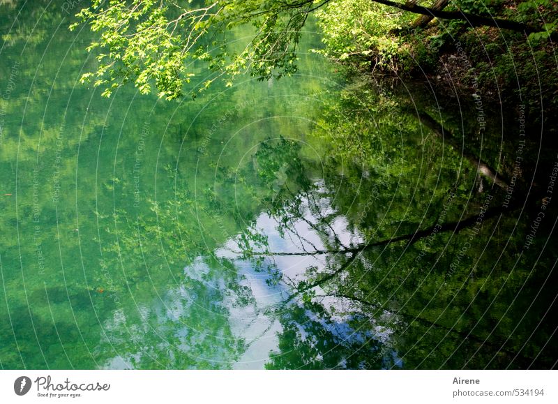 Sehnsuchtssee Natur Landschaft Wasser Himmel Sommer Schönes Wetter Wald Seeufer Erholung träumen positiv blau gelb grün ruhig Einsamkeit Idylle Meditation rein