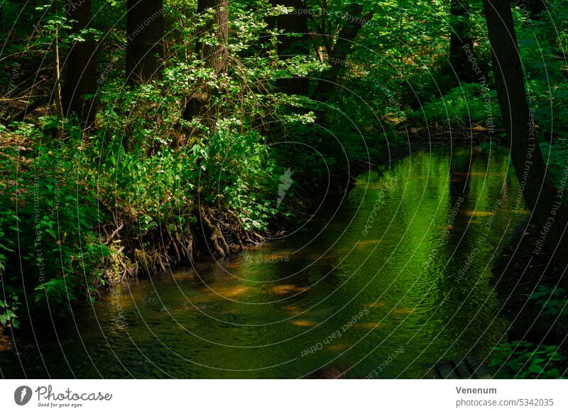 Kleiner Fluss im Wald im Frühling Flüsse Wasser Wasserreflexionen Wälder Ast Niederlassungen grüne Lunge Blatt Blätter Gras Gräser Flussufer Ufer Natur