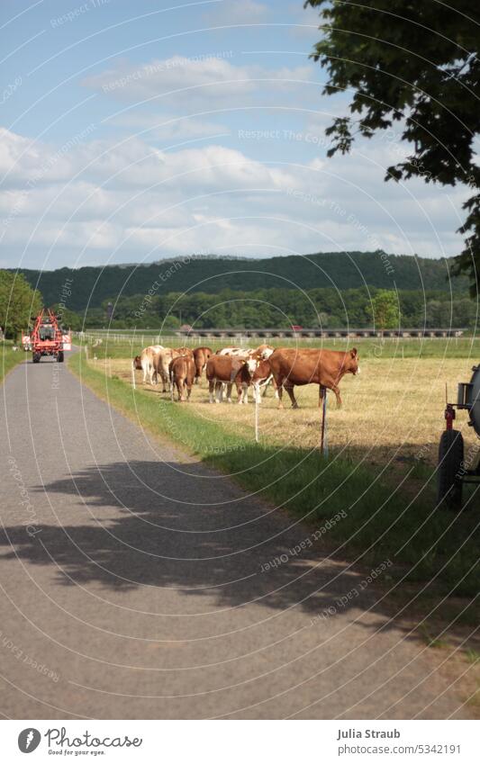 Kühe auf der Weide im Sommer freilaufend draußen Tier Nutztier waldgebiet Biolandwirtschaft Bäume Landwirtschaft Wiese Himmel Kuhweide Kuhherde wolkig Zaun