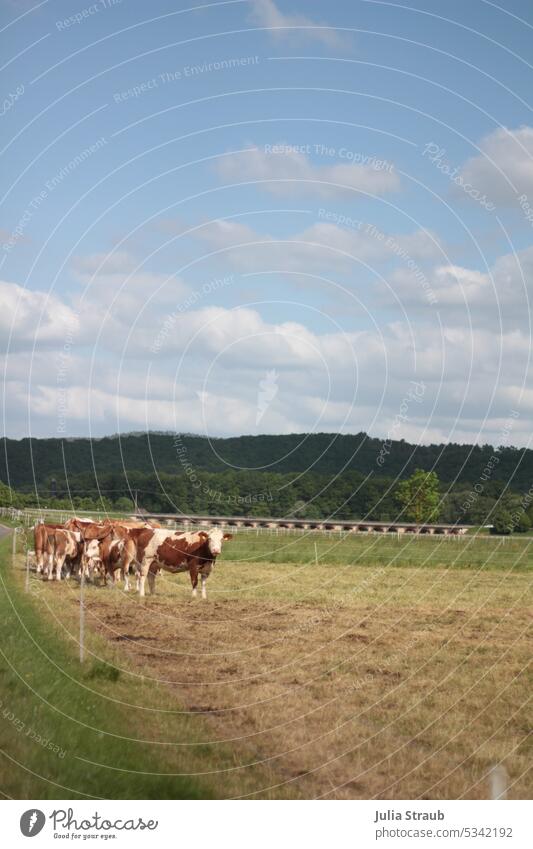 Kuhweide im Sommer Kuhherde Kühe auf der Weide glotzen Zaun wolkig Himmel Natur Wiese grün Gras Landwirtschaft Biolandwirtschaft waldgebiet Bäume Tier Nutztier