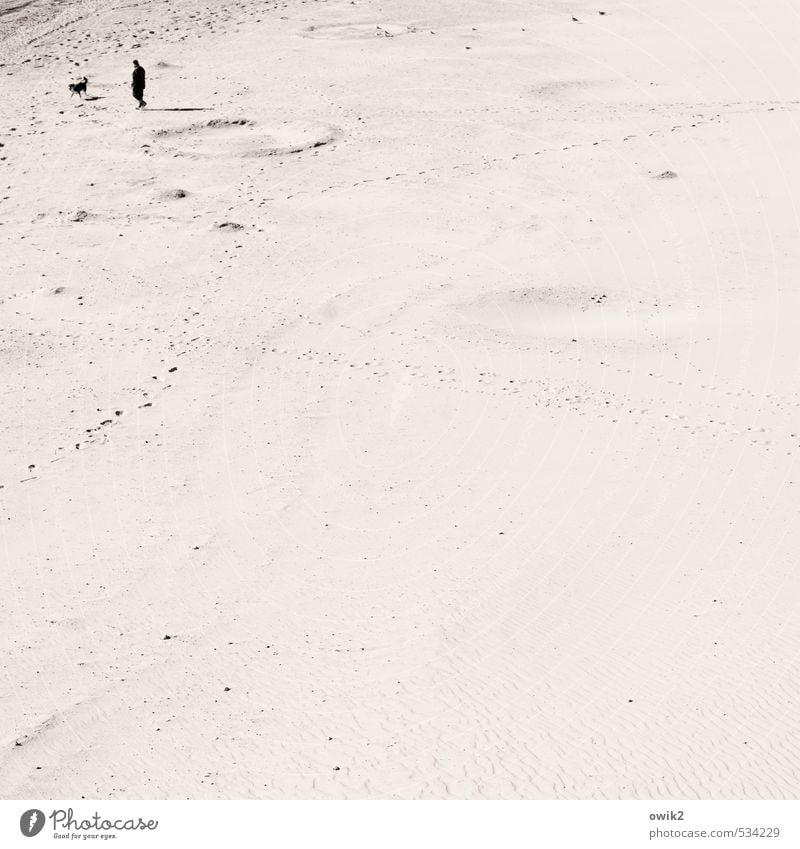 Gassi Mann Erwachsene 1 Mensch Umwelt Natur Landschaft Sand Klima Schönes Wetter Küste Strand Hund Tier gehen genießen groß Unendlichkeit hell Sympathie