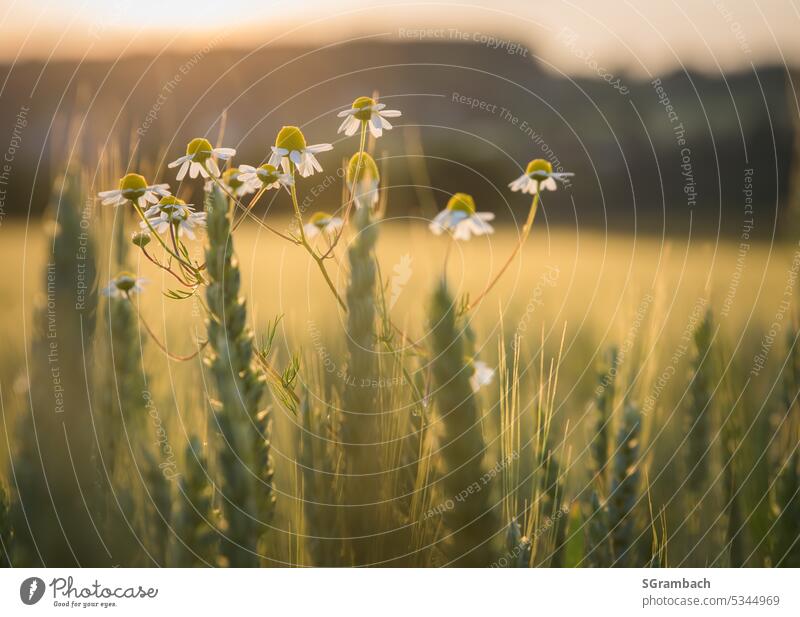 Kornfeld im Abendlicht mit Kamille Pflanze im Vordergrund. Feld Sommer Getreide Getreidefeld Landwirtschaft Nutzpflanze Außenaufnahme Wachstum Ähren Ernährung