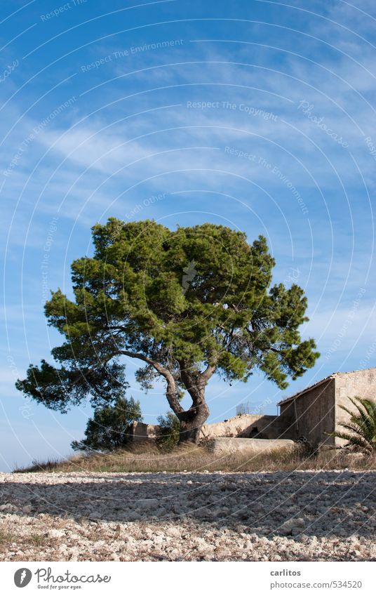 Meerblick ist aus Natur Himmel Sonnenlicht Schönes Wetter Wärme Baum Ruine Gebäude ästhetisch Pinie Ferienhaus blau grün mediterran Mallorca