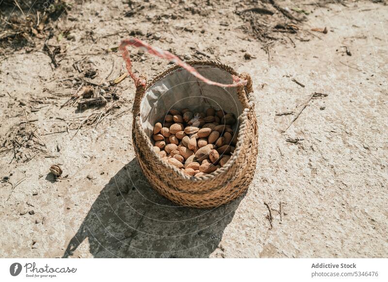 Stapel von Mandeln in der Schale in einem Korb auf dem Lande Nut Ernte Landschaft Panzer Haufen Weide Sommer Boden Sand natürlich organisch Gesundheit